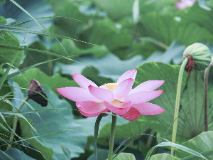 白洋淀野生荷花