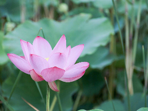 白洋淀野生荷花