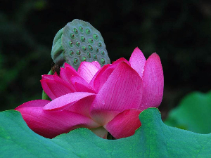 白洋淀野生荷花