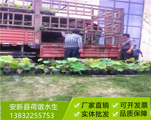 盆栽荷花34.jpg