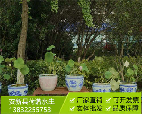 盆栽荷花14.jpg