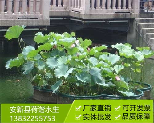 盆栽荷花10