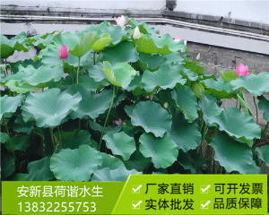 盆栽荷花11