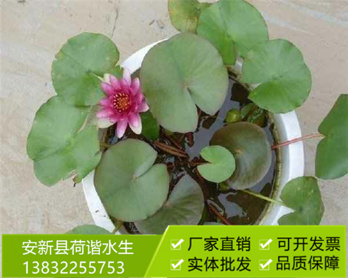 盆栽荷花1.jpg