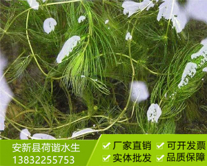 沉水植物金鱼藻