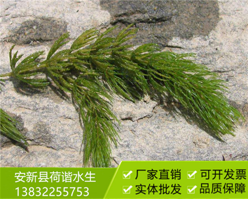 沉水植物金鱼藻