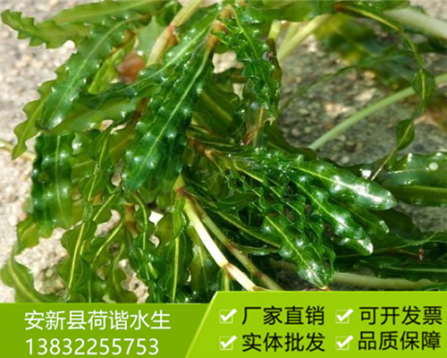 沉水植物菹草