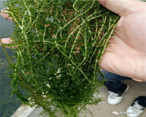 沉水植物伊乐藻