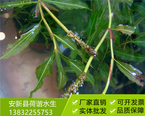 沉水植物马来眼子菜