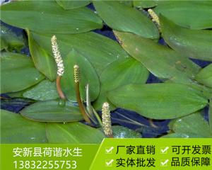 沉水植物马来眼子菜