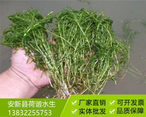 沉水植物水藻类